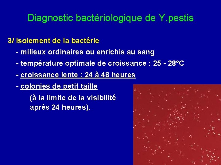 Diagnostic bactériologique de Y. pestis 3/ Isolement de la bactérie - milieux ordinaires ou