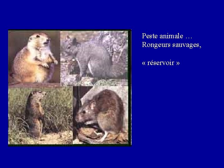 Peste animale … Rongeurs sauvages, « réservoir » 