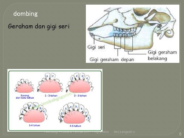 dombing Geraham dan gigi seri Teknologi Produksi Ternak 2017 - Agribisnis dwi pangesti s