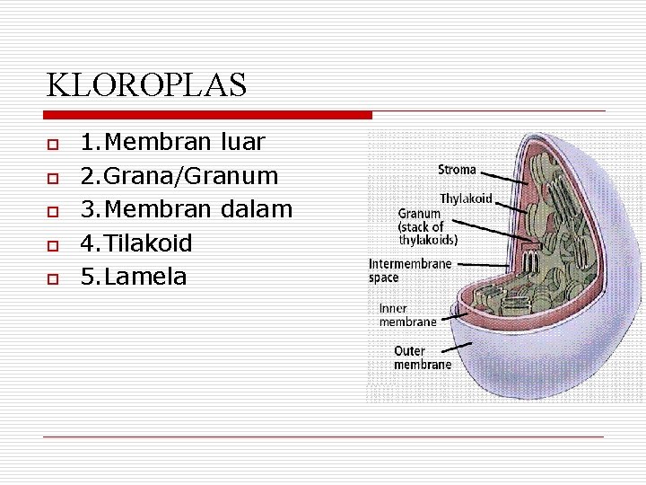 KLOROPLAS o o o 1. Membran luar 2. Grana/Granum 3. Membran dalam 4. Tilakoid
