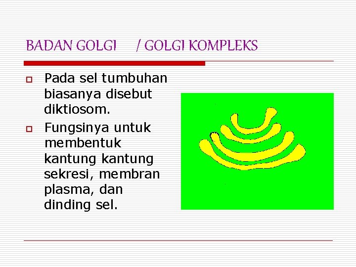 BADAN GOLGI o o / GOLGI KOMPLEKS Pada sel tumbuhan biasanya disebut diktiosom. Fungsinya