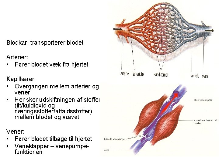 Blodkar: transporterer blodet Arterier: • Fører blodet væk fra hjertet Kapillærer: • Overgangen mellem