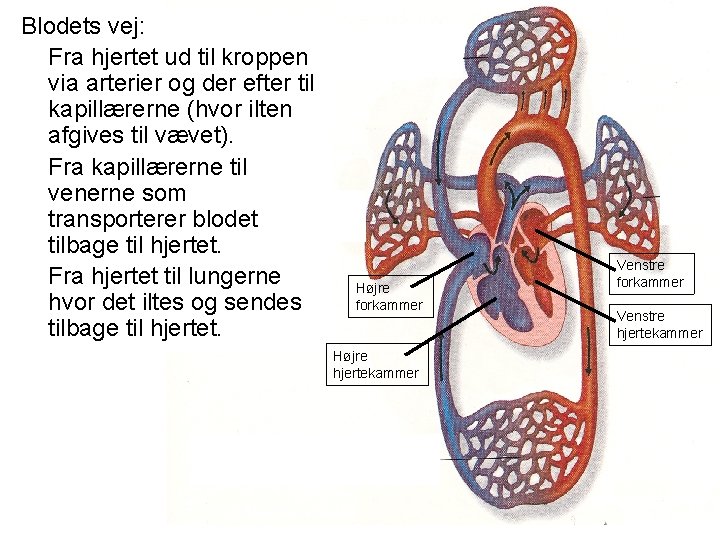 Blodets vej: Fra hjertet ud til kroppen via arterier og der efter til kapillærerne