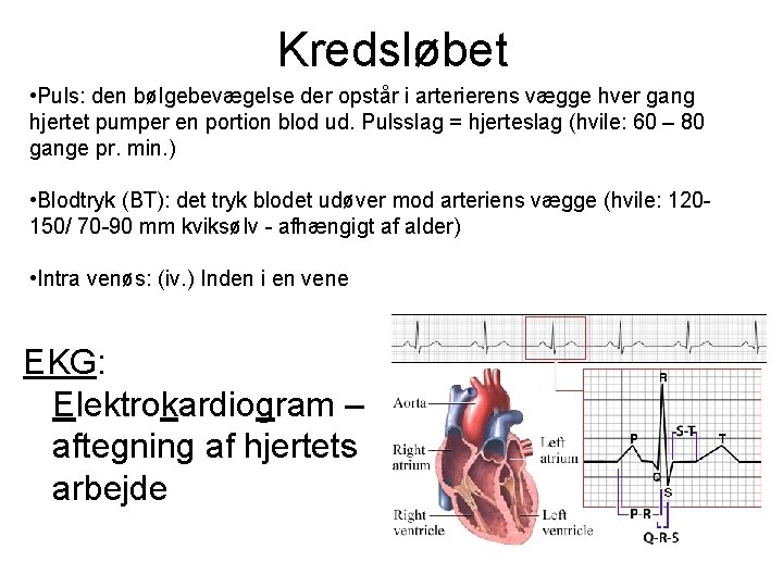 Kredsløbet • Puls: den bølgebevægelse der opstår i arterierens vægge hver gang hjertet pumper