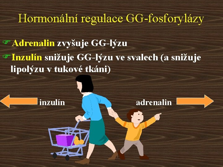 Hormonální regulace GG-fosforylázy FAdrenalin zvyšuje GG-lýzu FInzulín snižuje GG-lýzu ve svalech (a snižuje lipolýzu