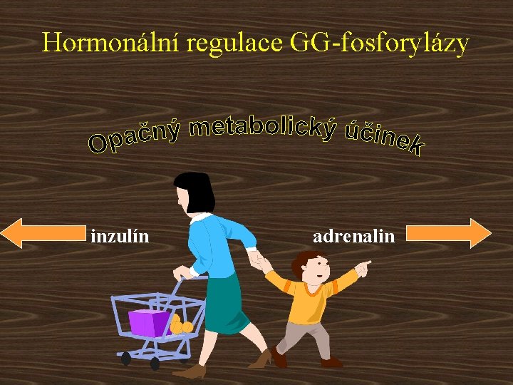 Hormonální regulace GG-fosforylázy inzulín adrenalin 