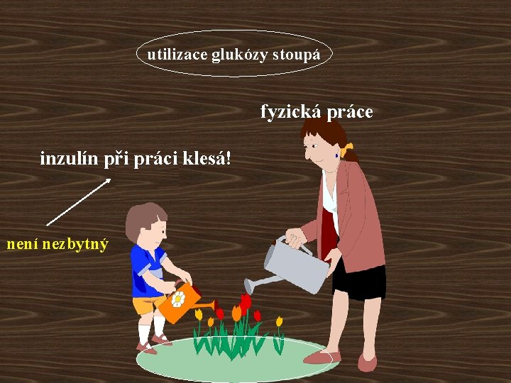 utilizace glukózy stoupá fyzická práce inzulín při práci klesá! inzulín není nezbytný 