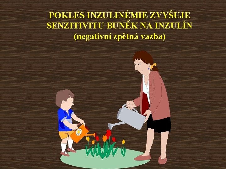 POKLES INZULINÉMIE ZVYŠUJE SENZITIVITU BUNĚK NA INZULÍN (negativní zpětná vazba) 