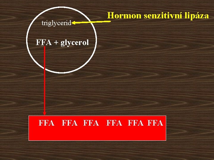 triglycerid Hormon senzitivní lipáza FFA + glycerol FFA FFA FFA 