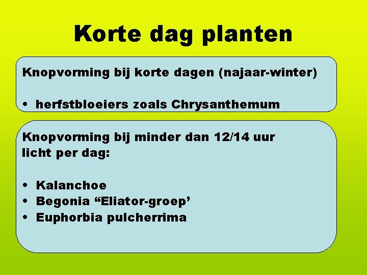 Korte dag planten Knopvorming bij korte dagen (najaar-winter) • herfstbloeiers zoals Chrysanthemum Knopvorming bij