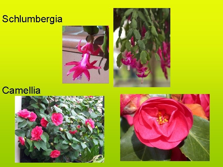 Schlumbergia Camellia 