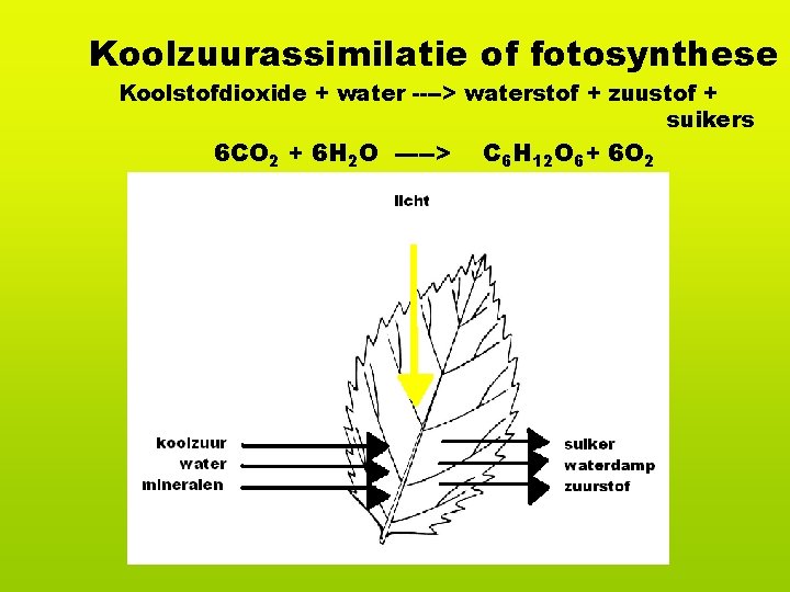 Koolzuurassimilatie of fotosynthese Koolstofdioxide + water ----> waterstof + zuustof + suikers 6 CO