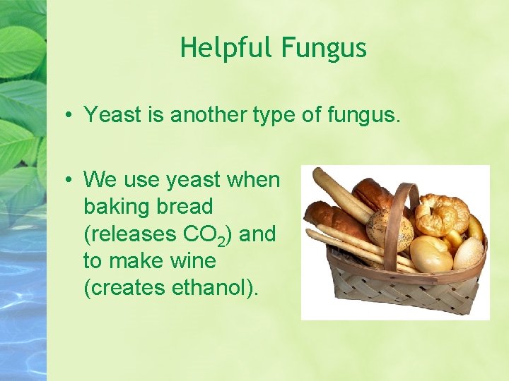 Helpful Fungus • Yeast is another type of fungus. • We use yeast when