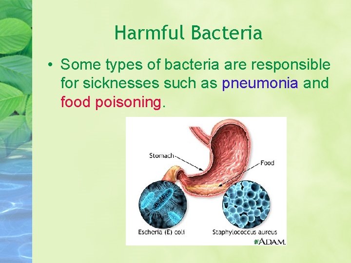 Harmful Bacteria • Some types of bacteria are responsible for sicknesses such as pneumonia