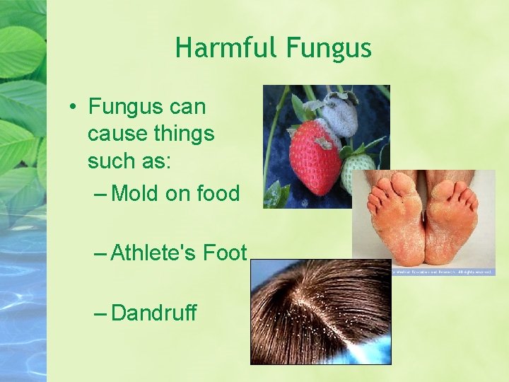 Harmful Fungus • Fungus can cause things such as: – Mold on food –