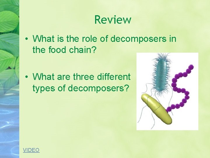 Review • What is the role of decomposers in the food chain? • What