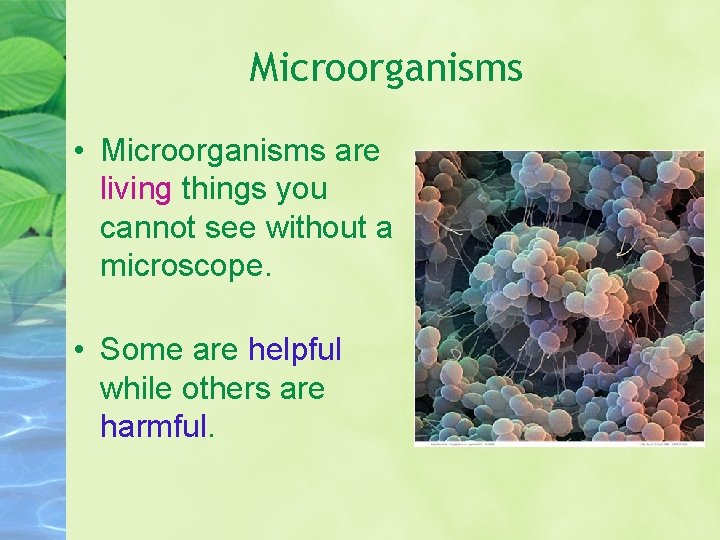 Microorganisms • Microorganisms are living things you cannot see without a microscope. • Some