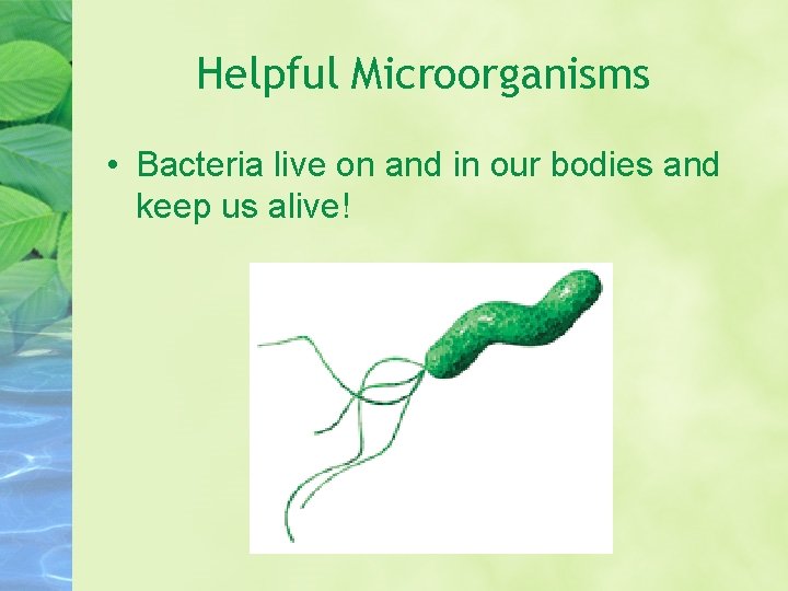 Helpful Microorganisms • Bacteria live on and in our bodies and keep us alive!