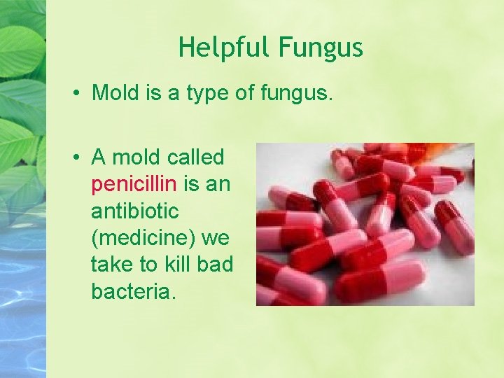 Helpful Fungus • Mold is a type of fungus. • A mold called penicillin