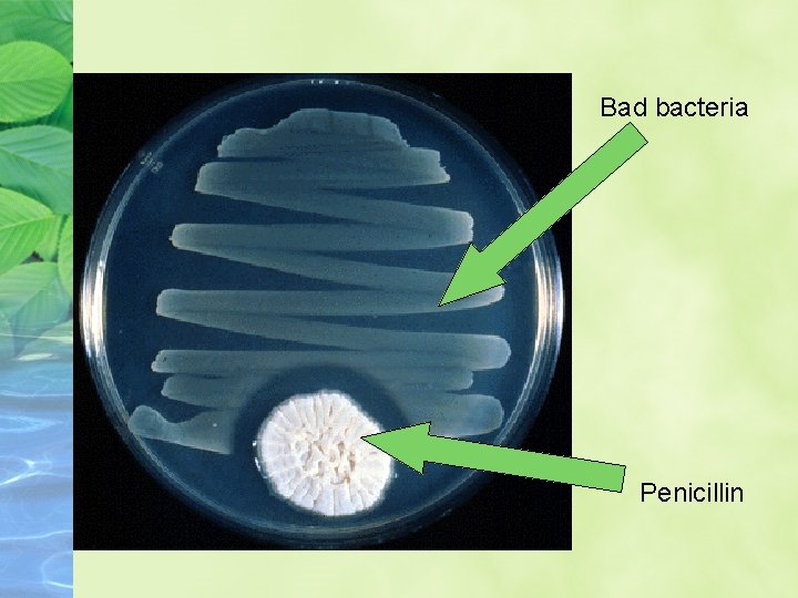 Bad bacteria Penicillin 