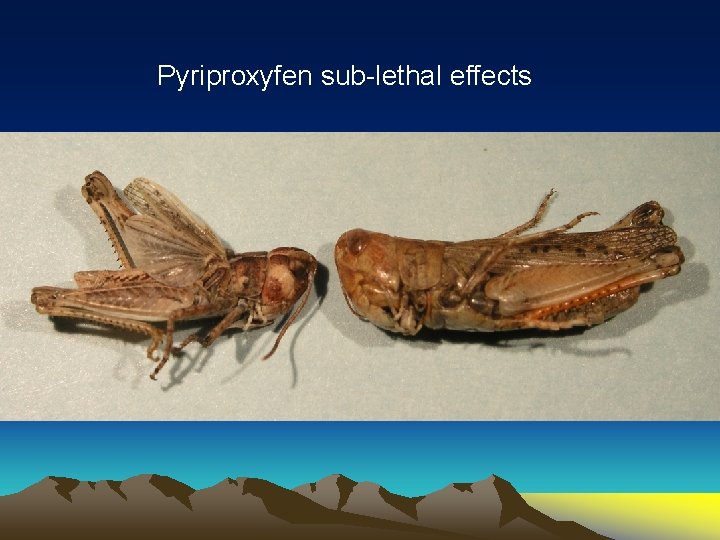 Pyriproxyfen sub-lethal effects 