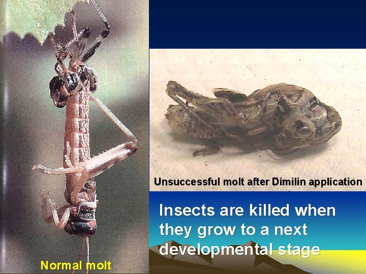 Unsuccessful molt after Dimilin application Normal molt Insects are killed when they grow to