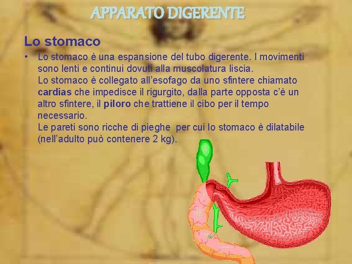 APPARATO DIGERENTE Lo stomaco • Lo stomaco è una espansione del tubo digerente. I