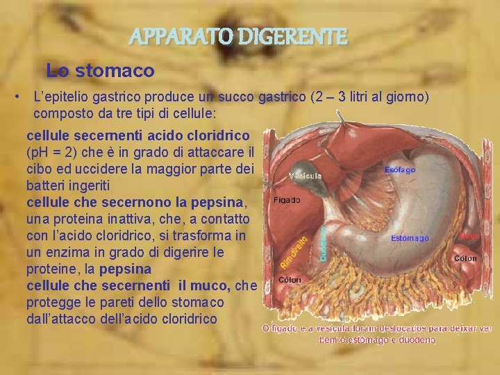 APPARATO DIGERENTE Lo stomaco • L’epitelio gastrico produce un succo gastrico (2 – 3