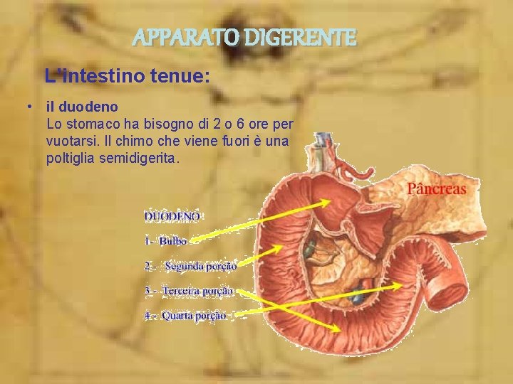 APPARATO DIGERENTE L’intestino tenue: • il duodeno Lo stomaco ha bisogno di 2 o