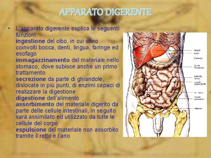 APPARATO DIGERENTE • L’apparato digerente esplica le seguenti funzioni: ingestione del cibo, in cui