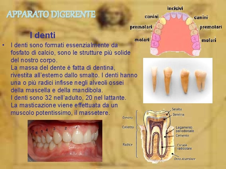 APPARATO DIGERENTE I denti • I denti sono formati essenzialmente da fosfato di calcio,