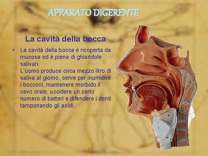 APPARATO DIGERENTE La cavità della bocca • La cavità della bocca è ricoperta da