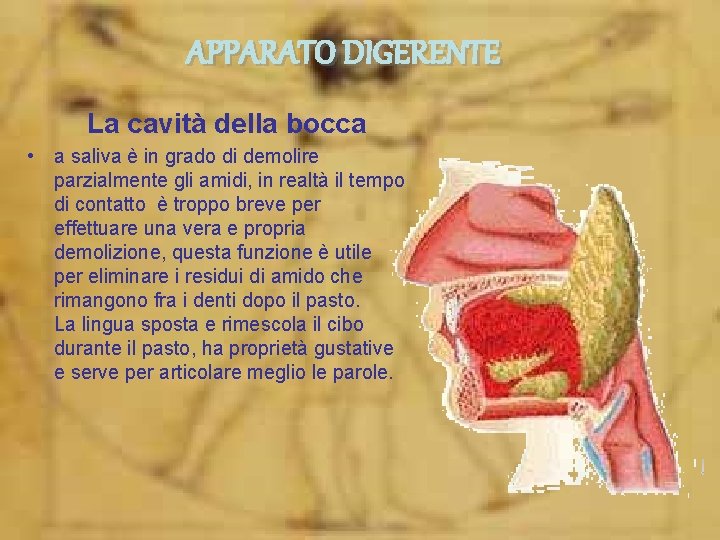 APPARATO DIGERENTE La cavità della bocca • a saliva è in grado di demolire