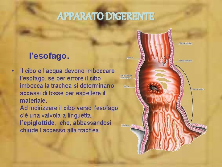APPARATO DIGERENTE l’esofago. • Il cibo e l’acqua devono imboccare l’esofago, se per errore