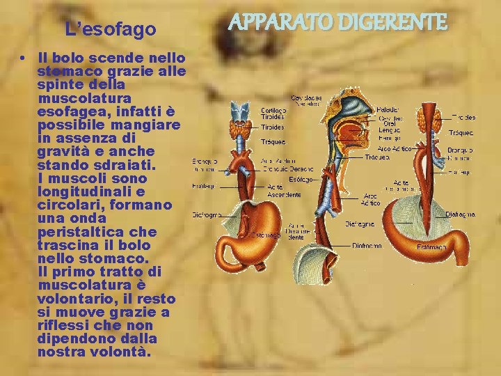 L’esofago • Il bolo scende nello stomaco grazie alle spinte della muscolatura esofagea, infatti