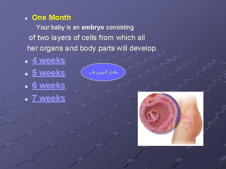 n One Month Your baby is an embryo consisting of two layers of cells