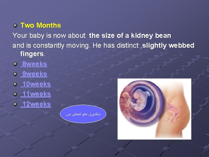 Two Months Your baby is now about the size of a kidney bean and