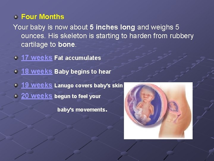 Four Months Your baby is now about 5 inches long and weighs 5 ounces.