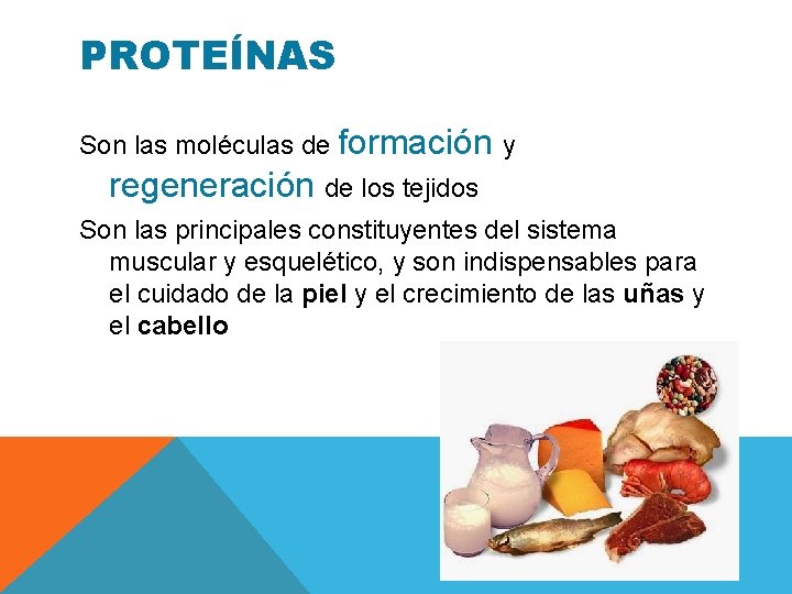 PROTEÍNAS Son las moléculas de formación y regeneración de los tejidos Son las principales