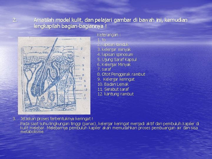 2. Amatilah model kulit, dan pelajari gambar di bawah ini, kemudian lengkapilah bagian-bagiannya !