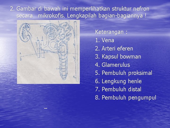 2. Gambar di bawah ini memperlihatkan struktur nefron secara mikrokofis. Lengkapilah bagian-bagiannya ! Keterangan