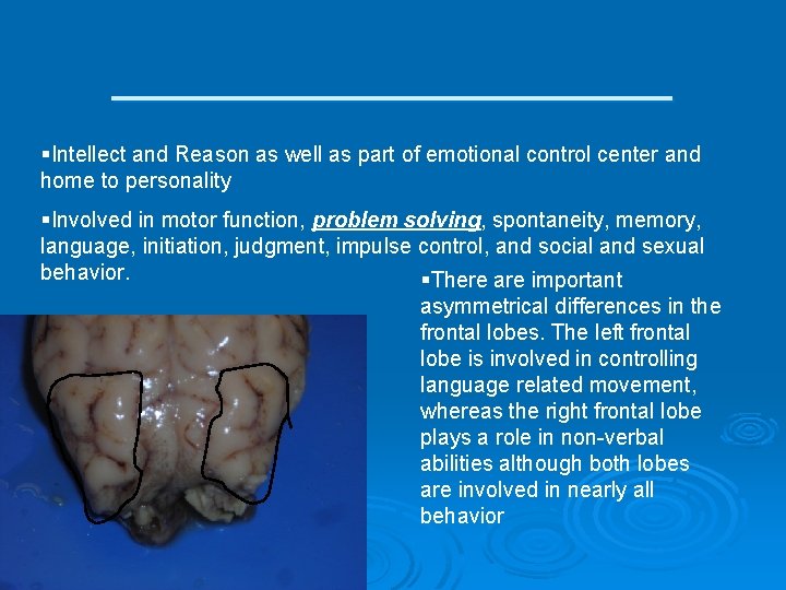 ___________ §Intellect and Reason as well as part of emotional control center and home