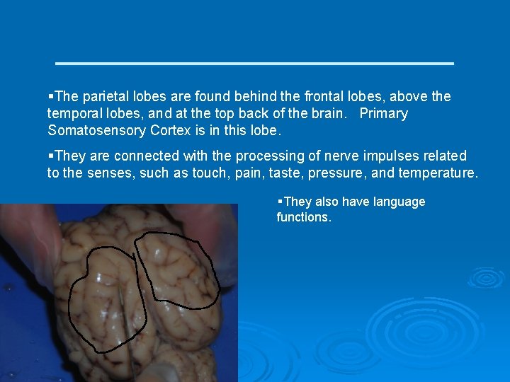 ____________ §The parietal lobes are found behind the frontal lobes, above the temporal lobes,