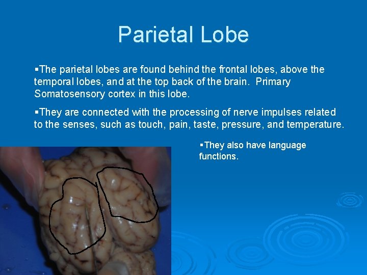 Parietal Lobe §The parietal lobes are found behind the frontal lobes, above the temporal