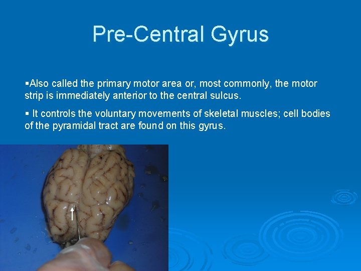 Pre-Central Gyrus §Also called the primary motor area or, most commonly, the motor strip