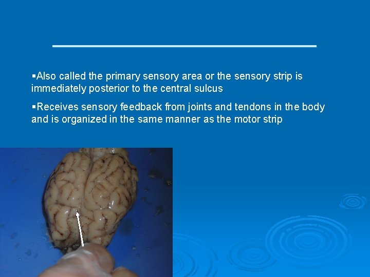 ___________ §Also called the primary sensory area or the sensory strip is immediately posterior