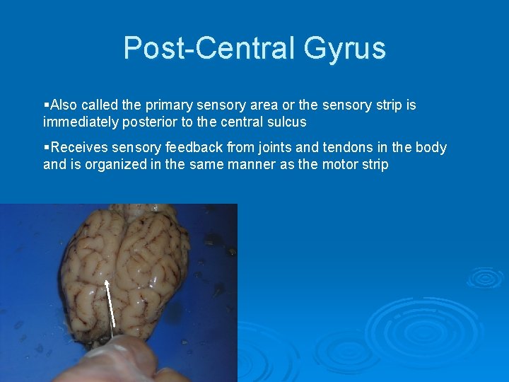 Post-Central Gyrus §Also called the primary sensory area or the sensory strip is immediately