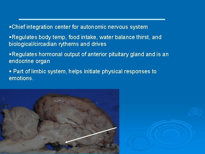 ___________ §Chief integration center for autonomic nervous system §Regulates body temp, food intake, water