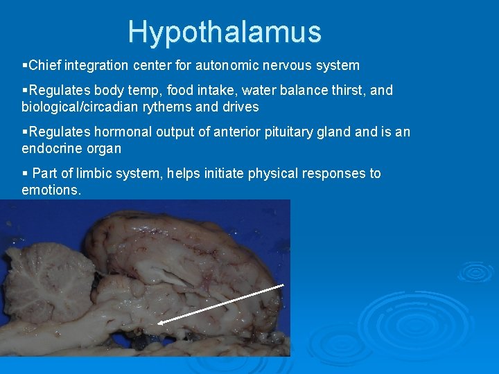 Hypothalamus §Chief integration center for autonomic nervous system §Regulates body temp, food intake, water