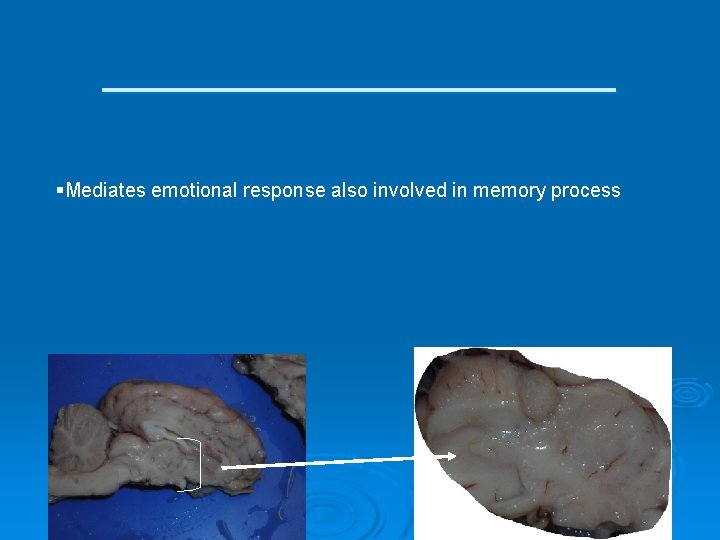 ___________ §Mediates emotional response also involved in memory process 